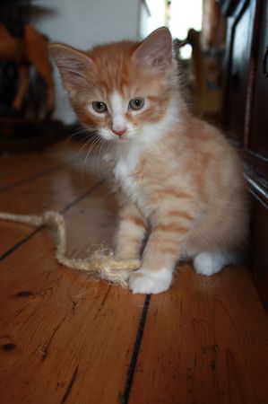 Undercover-Coon´s Garfield Bild 44