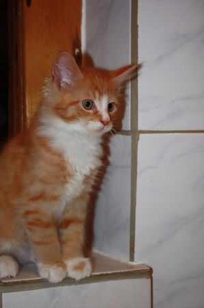 Undercover-Coon´s Garfield Bild 45