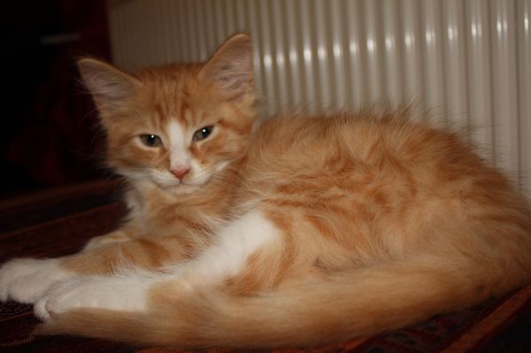 Undercover-Coon´s Garfield Bild 48