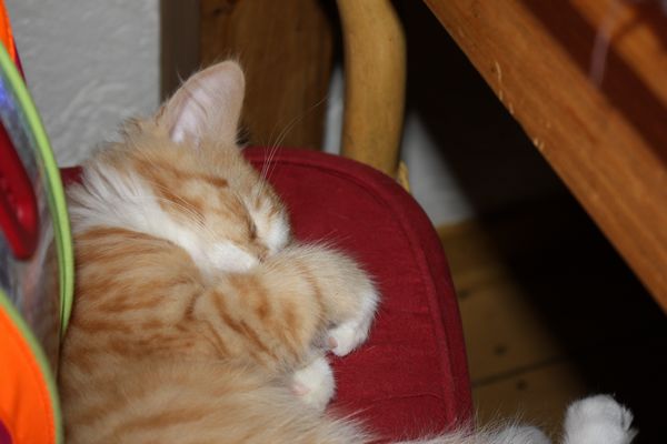 Undercover-Coon´s Garfield Bild 54