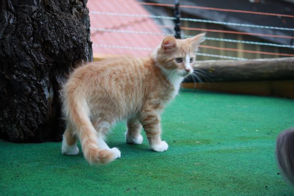 Undercover-Coon´s Garfield Bild 58