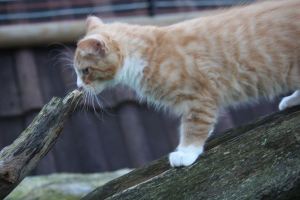 Undercover-Coon´s Garfield Bild 59