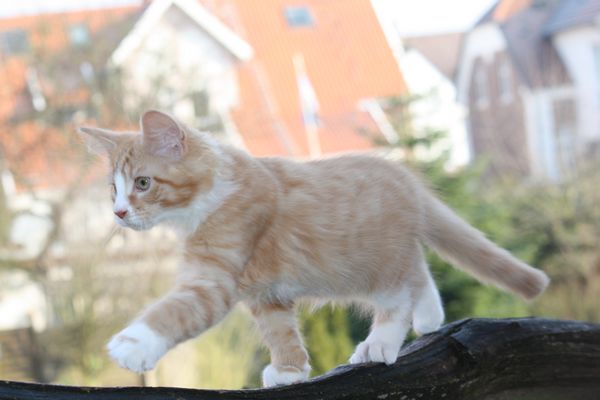 Undercover-Coon´s Garfield Bild 60
