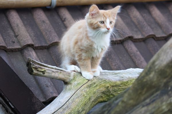 Undercover-Coon´s Garfield Bild 61
