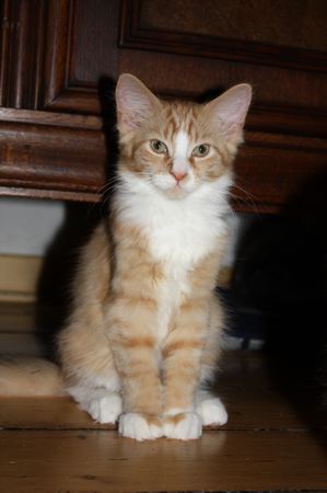 Undercover-Coon´s Garfield Bild 62
