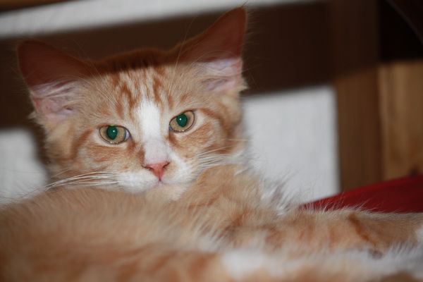 Undercover-Coon´s Garfield Bild 66