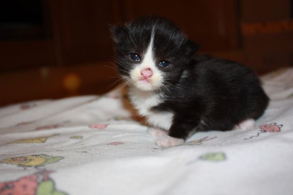 Undercover-Coon´s Ginger Bild 8