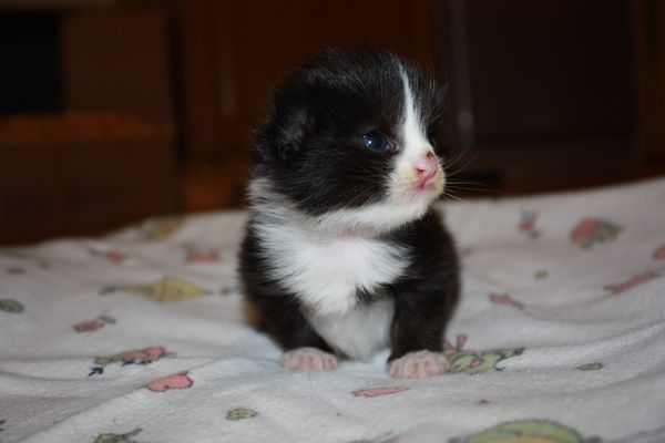 Undercover-Coon´s Ginger Bild 9