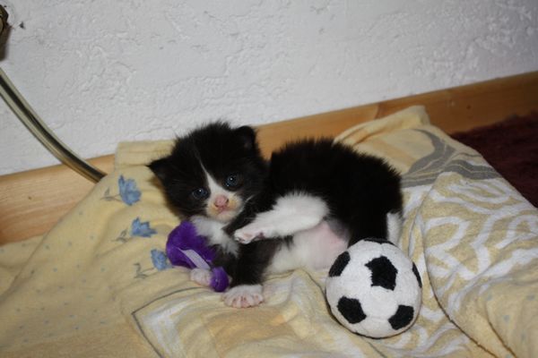 Undercover-Coon´s Ginger Bild 11
