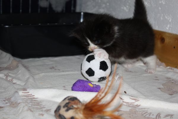 Undercover-Coon´s Ginger Bild 16