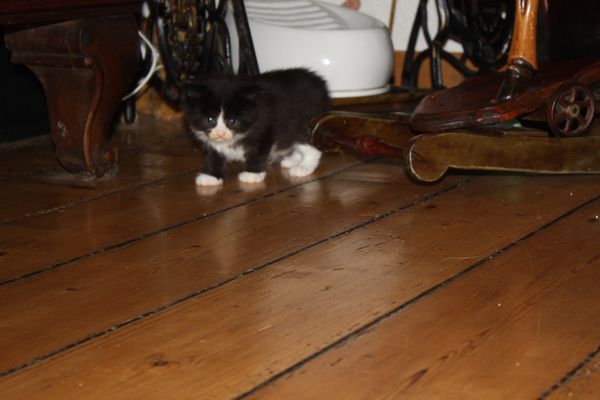 Undercover-Coon´s Ginger Bild 18