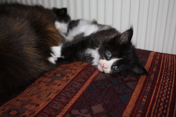 Undercover-Coon´s Ginger Bild 23