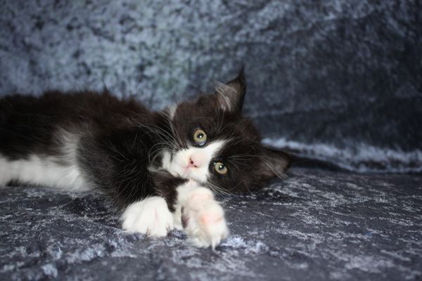 Undercover-Coon´s Ginger Bild 32