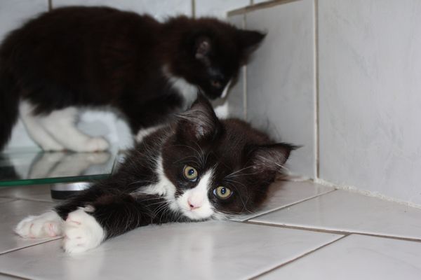Undercover-Coon´s Ginger Bild 35