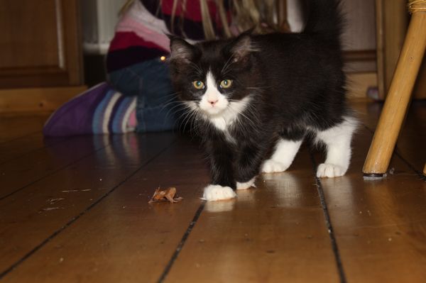 Undercover-Coon´s Ginger Bild 42