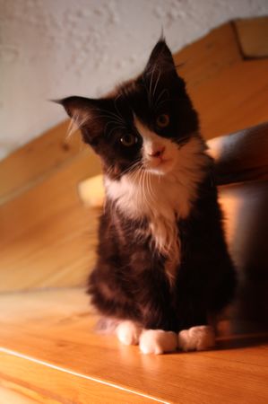 Undercover-Coon´s Ginger Bild 51