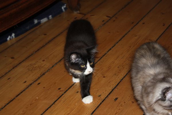Undercover-Coon´s Ginger Bild 52