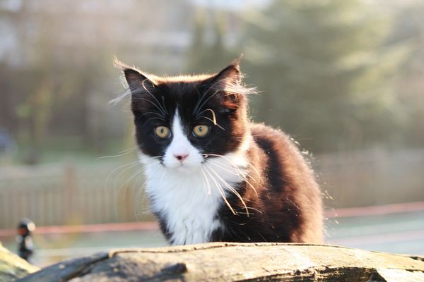 Undercover-Coon´s Ginger Bild 59