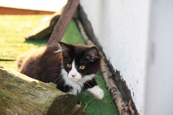 Undercover-Coon´s Ginger Bild 60