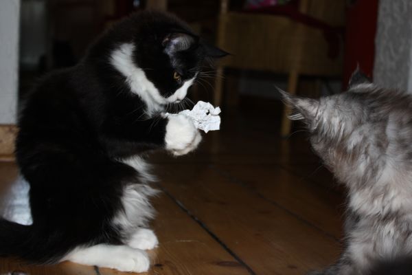 Undercover-Coon´s Ginger Bild 65