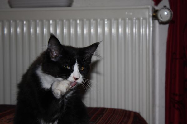 Undercover-Coon´s Ginger Bild 66
