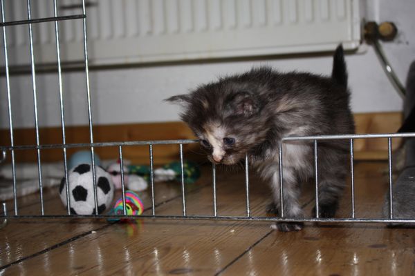 Undercover-Coon´s Girly Bild 16
