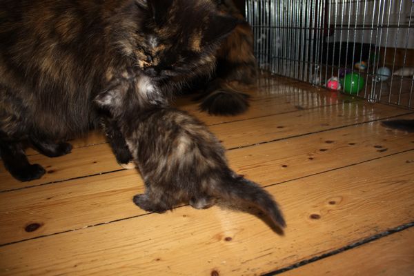 Undercover-Coon´s Girly Bild 20