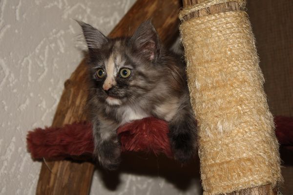 Undercover-Coon´s Girly Bild 49