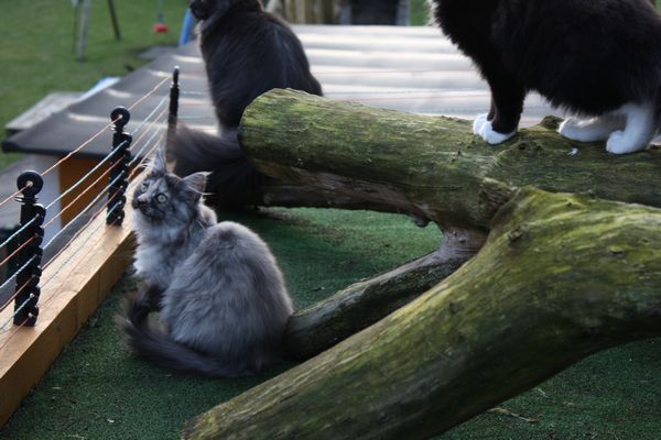 Undercover-Coon´s Girly Bild 80