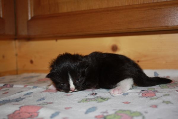 Undercover-Coon´s Gladys Bild 2