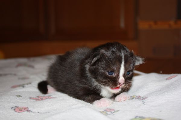 Undercover-Coon´s Gladys Bild 5