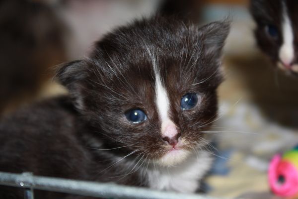 Undercover-Coon´s Gladys Bild 6