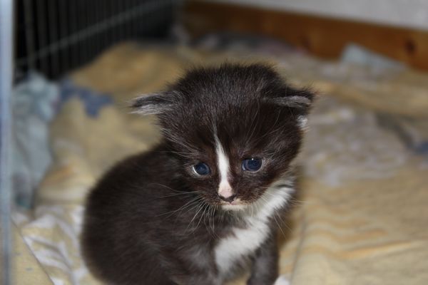 Undercover-Coon´s Gladys Bild 12