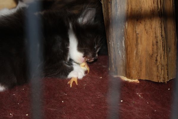 Undercover-Coon´s Gladys Bild 17