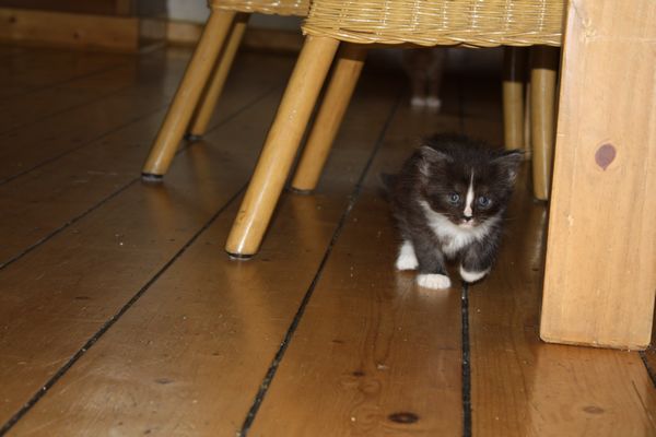 Undercover-Coon´s Gladys Bild 22