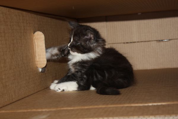 Undercover-Coon´s Gladys Bild 23