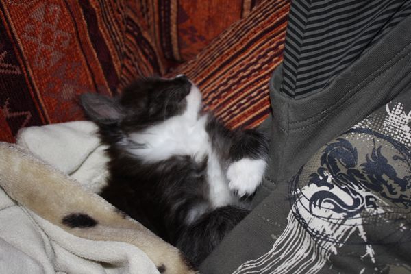Undercover-Coon´s Gladys Bild 29