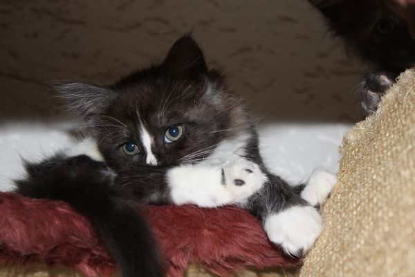 Undercover-Coon´s Gladys Bild 34