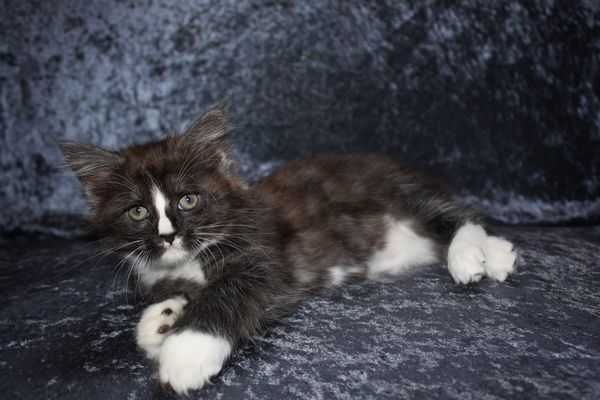 Undercover-Coon´s Gladys Bild 39