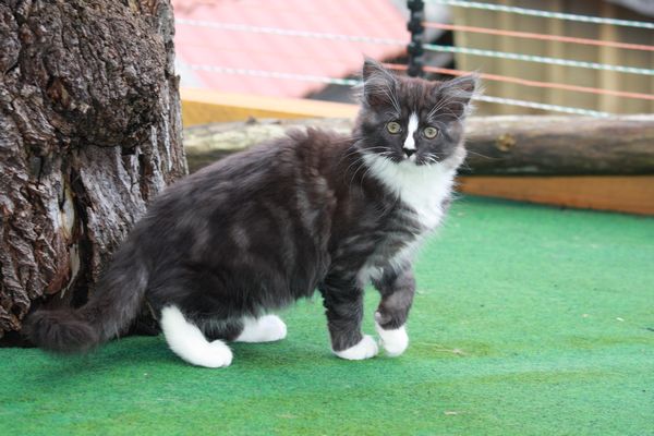 Undercover-Coon´s Gladys Bild 56