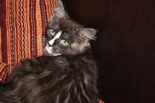 Gladys am 19.01.2011 Bild 50