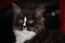 Gladys am 04.02.2011 Bild 64