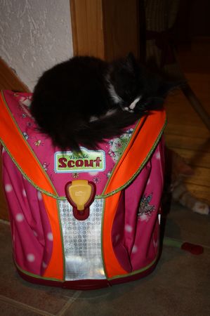 Undercover-Coon´s Grace Bild 59