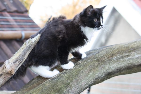 Undercover-Coon´s Grace Bild 64