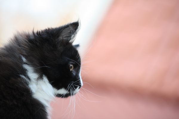 Undercover-Coon´s Grace Bild 65