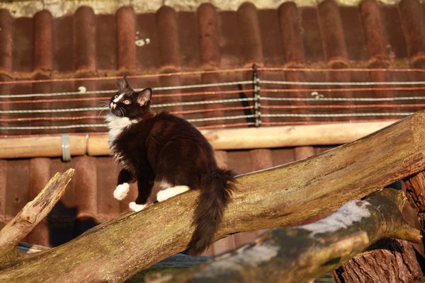 Undercover-Coon´s Grace Bild 78