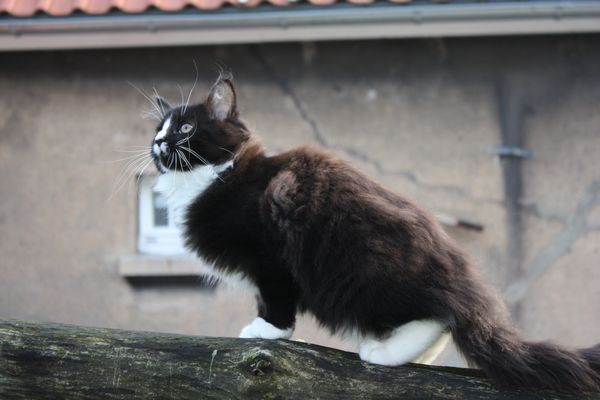 Undercover-Coon´s Grace Bild 83