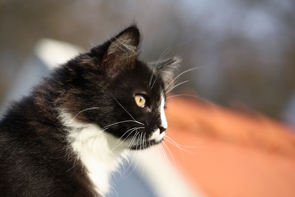 Undercover-Coon´s Grace Bild 84