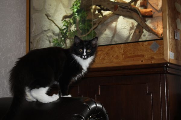 Undercover-Coon´s Grace Bild 93