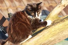 Grace am 09.02.2011 Bild 75